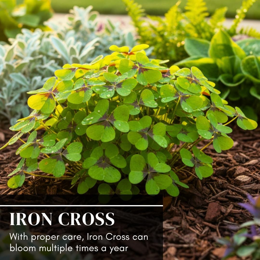 Fast Growing Iron Cross Shamrock Bulbs – Year Round Indoor/Outdoor Color (10 Bul