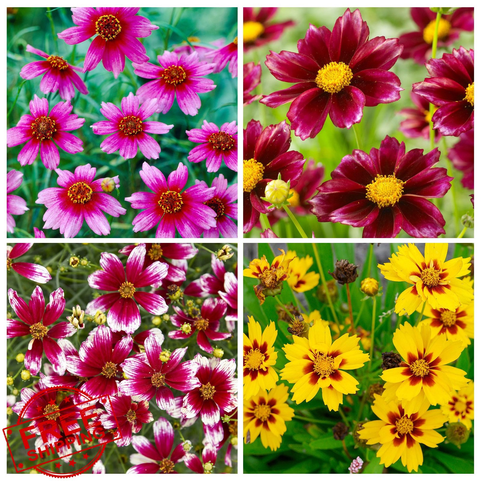 Carpet Creeping Dwarf Coreopsis Wild Flower Seeds