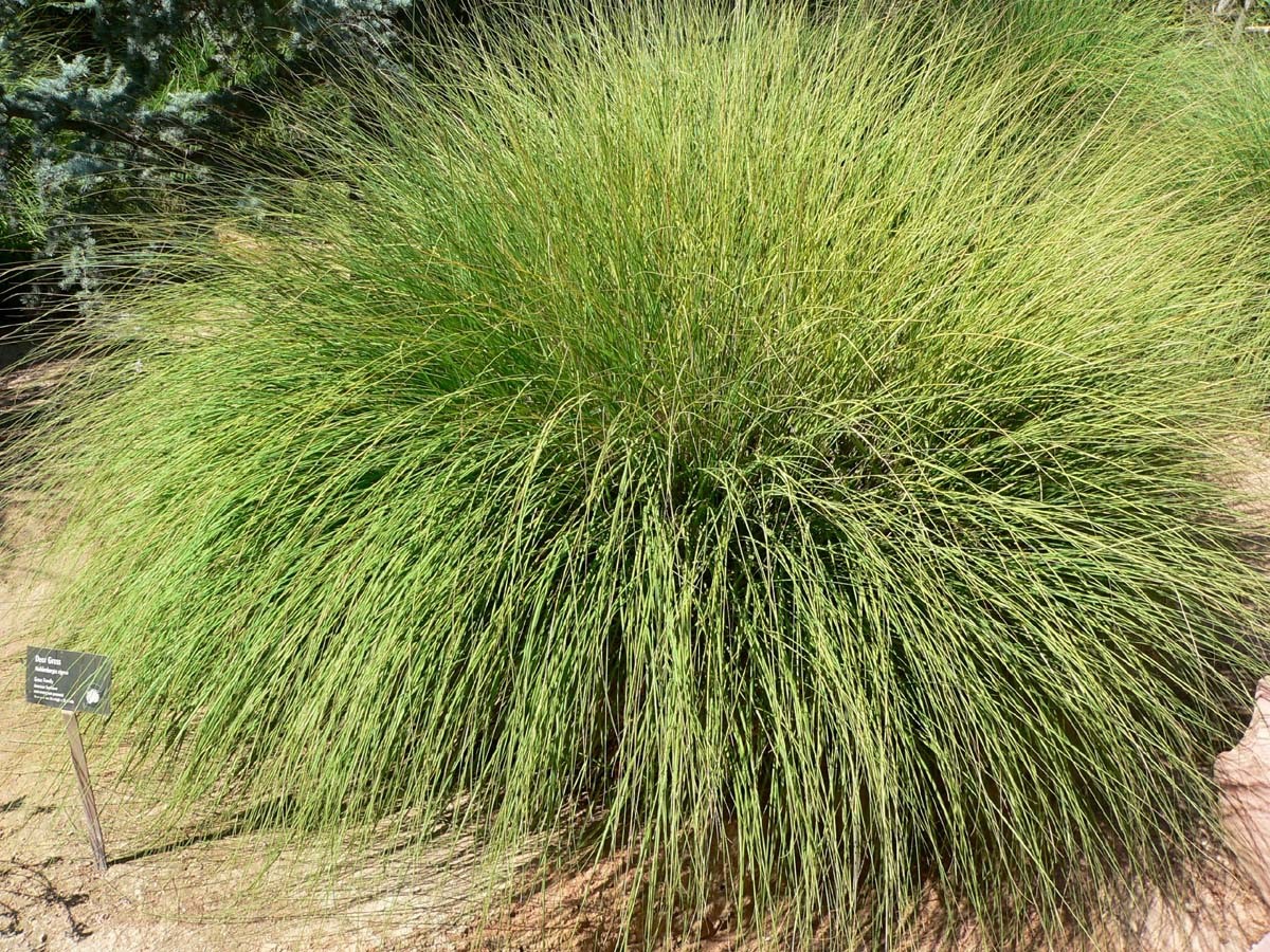 Muhlenbergia ringens | Deer Grass | Deer Muhly | Meadow Muhly | 25 Seeds