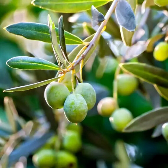10 CANINO OLIVE TREE SEEDS (Olea europaea) European Common Edible Fruit Plant
