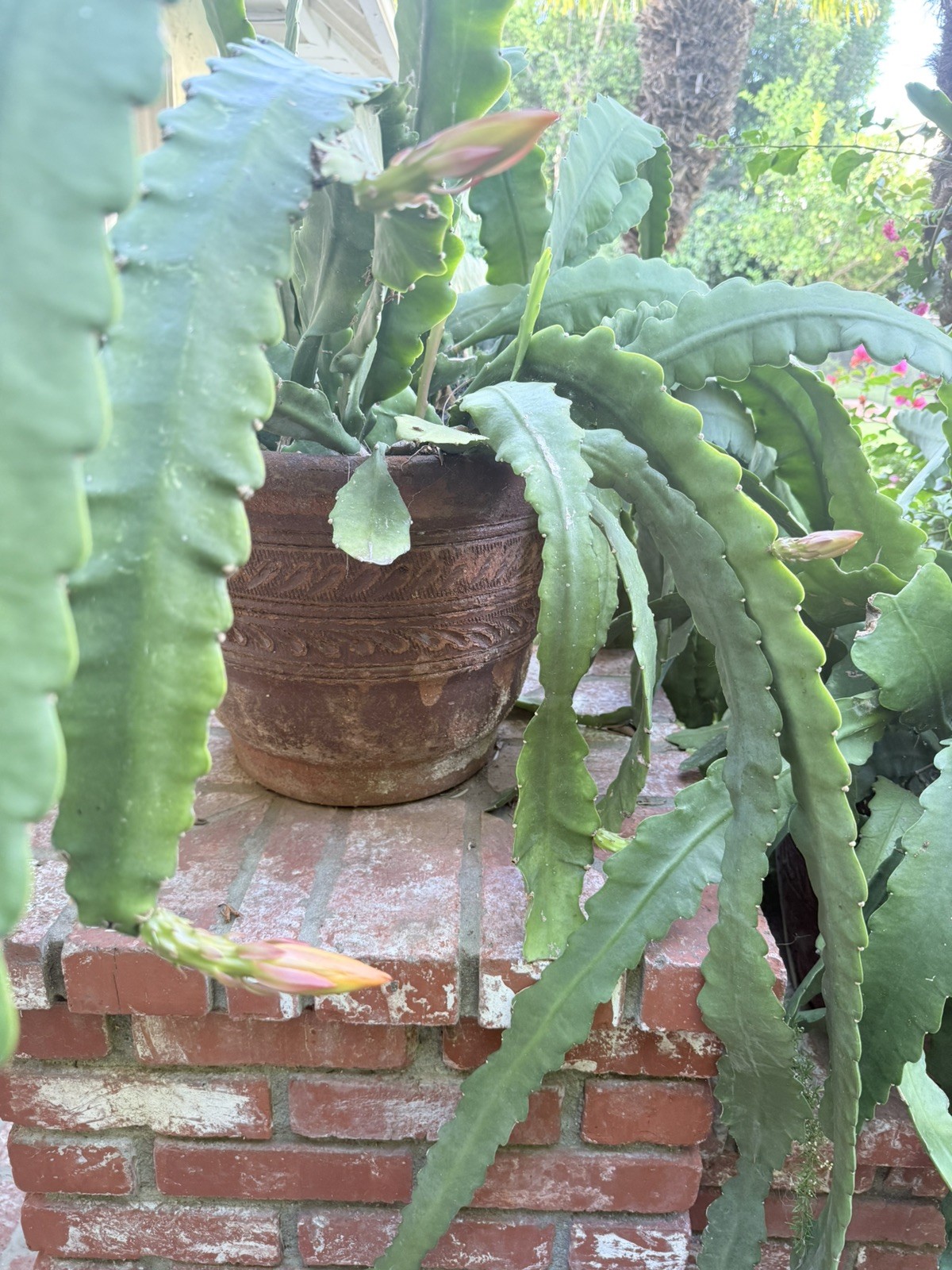 Live Plant Queen Of The Night Epithelium Hookeri Cactus Bare Soil Stem