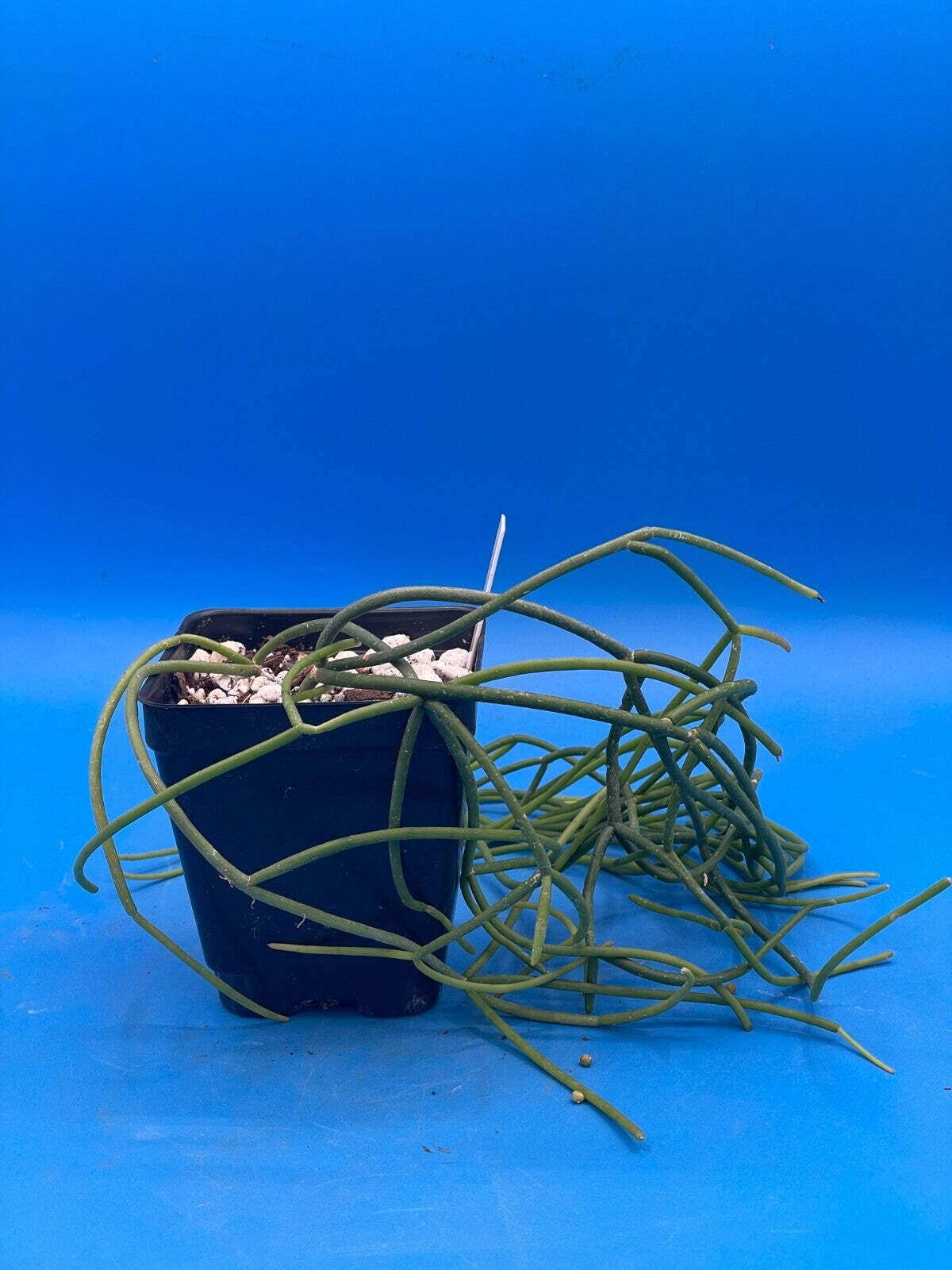 Rhipsalis baccifera – Spaghetti Cactus – 3.5″ Pot – Full And Super Healthy