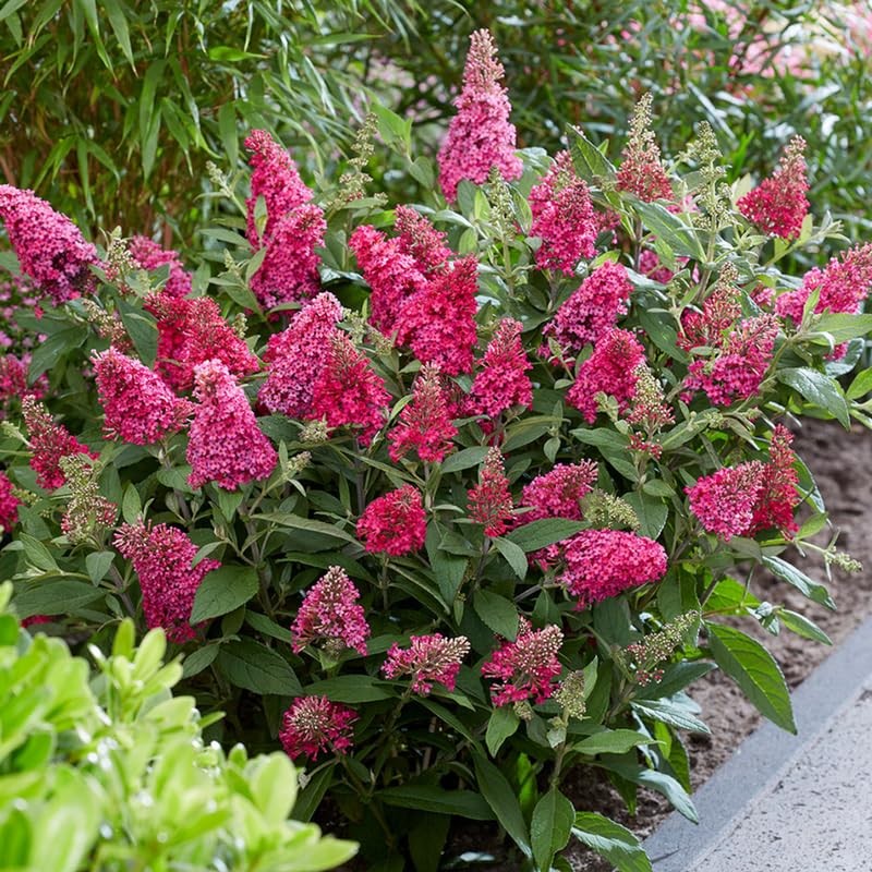 2 Red Pink Buddleia Butterfly Bushes Live Plants 4-9″ Fragrant Shrub Bush