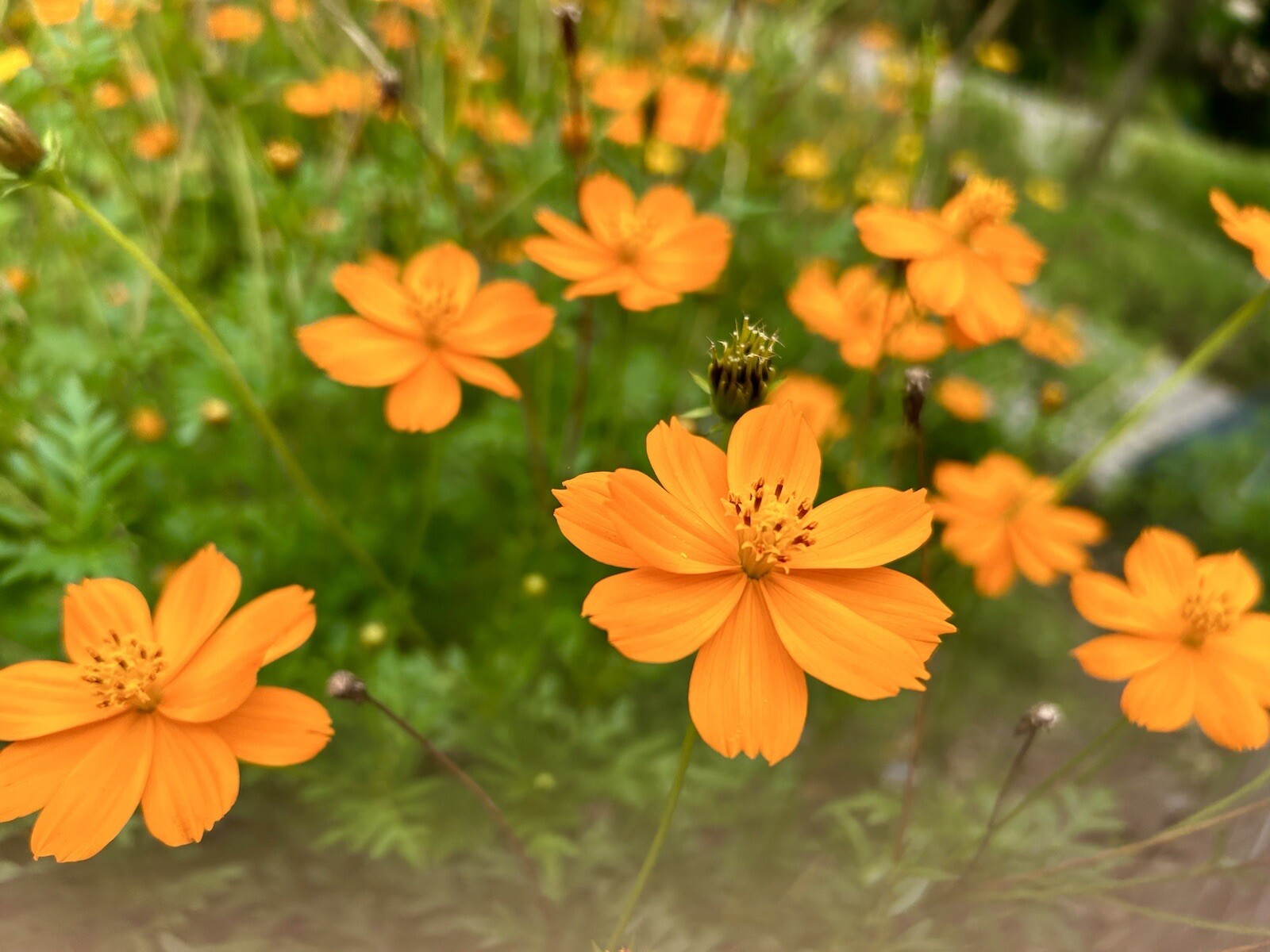 Orange Cosmos Sulphureus, – 50 Seeds 2023 – USA