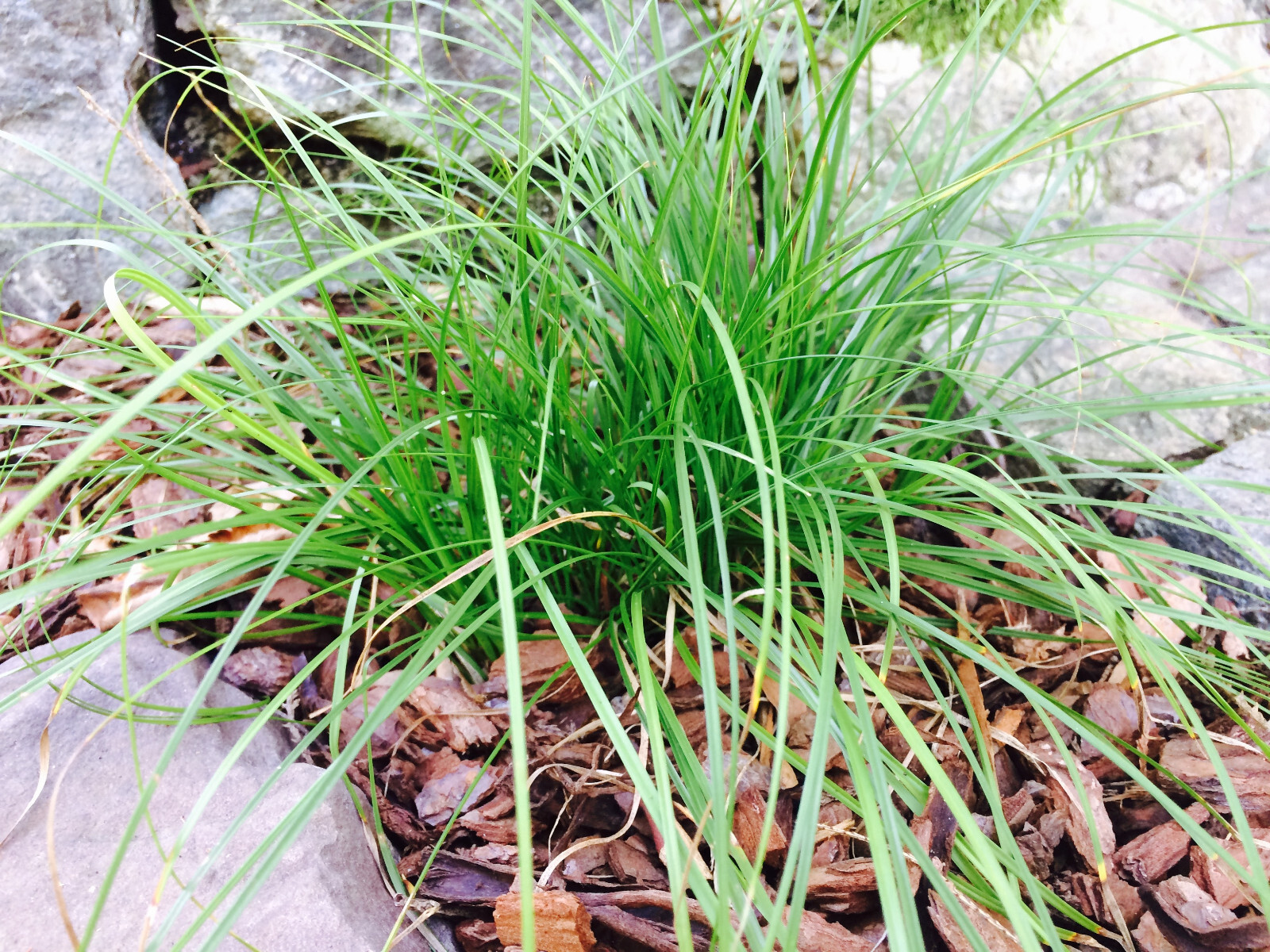 Carex pensylvanica 25 Plants in 3-1/2 inch Pots