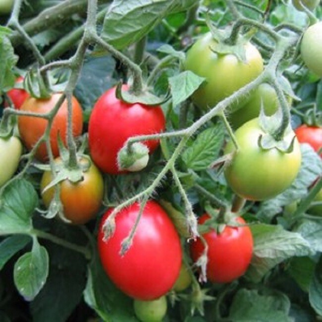 50 Amish Paste Tomato Seeds Sauce Tomato Seeds 85 Days