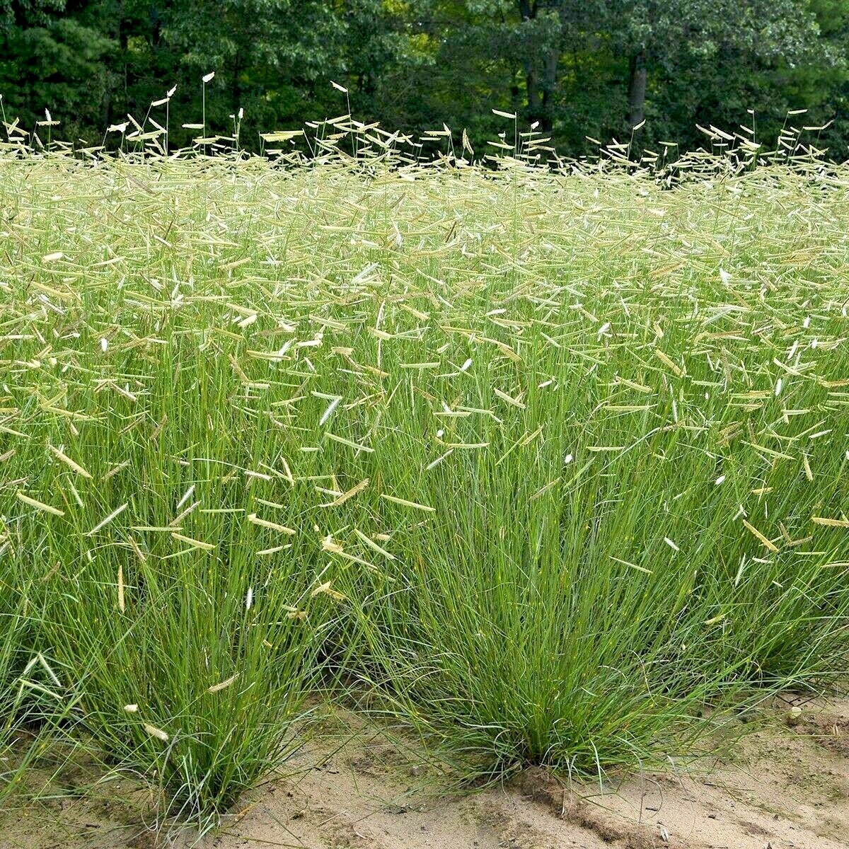 1000+BLUE GRAMA Seeds Native Prairie Grass Drought Poor Soils Low Maintenace