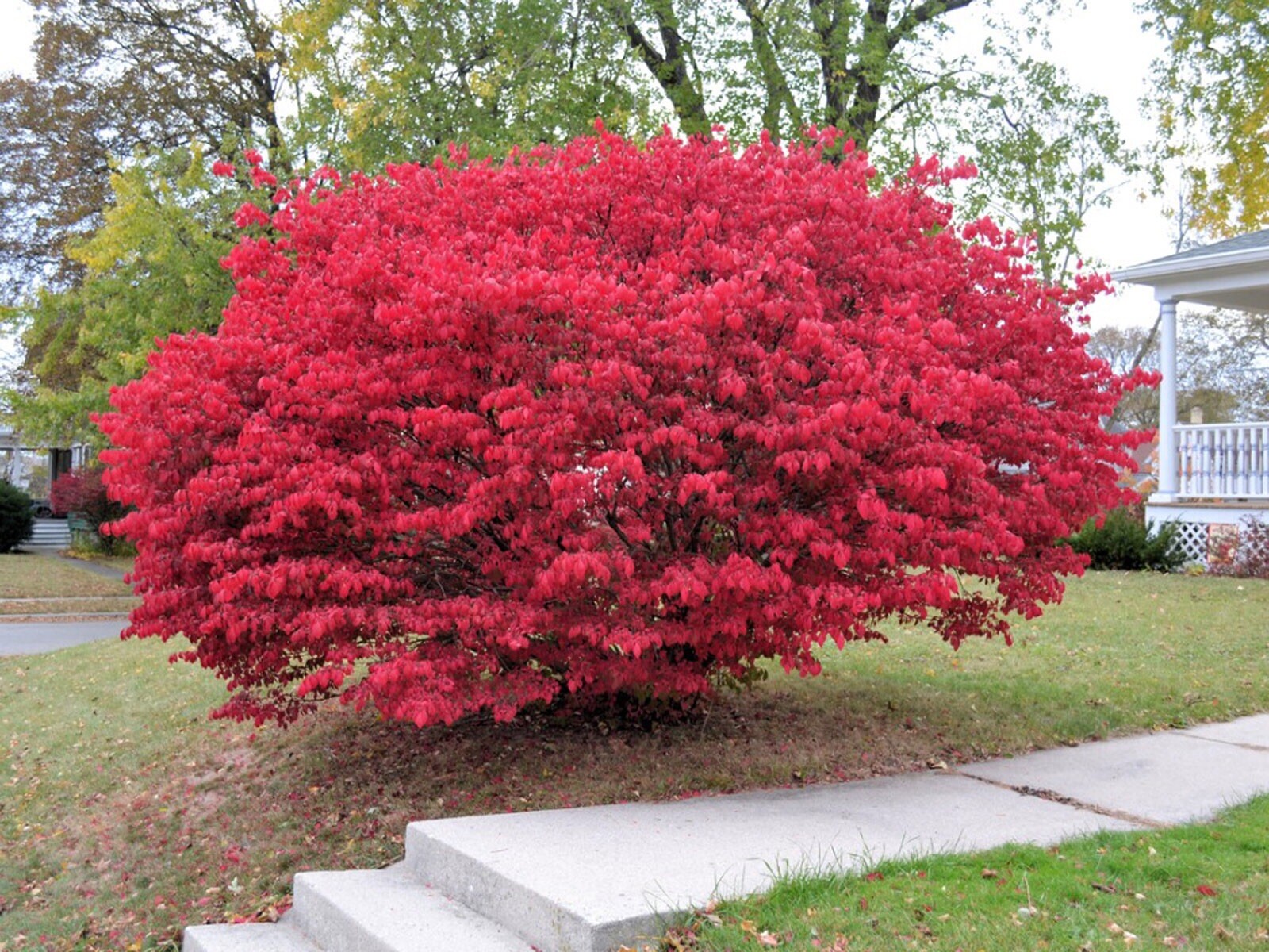 2 Burning Bush 8 inches + Live Plants bare root dormant