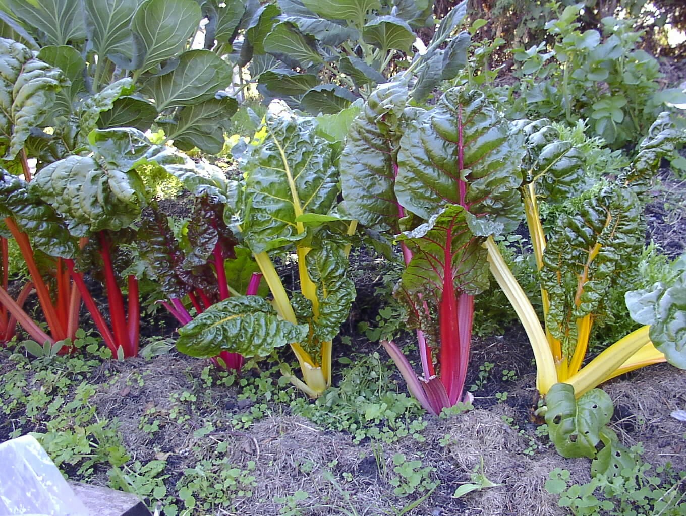 100+ RAINBOW SWISS CHARD SEEDS, HEIRLOOM/, Always Fresh For Your Garden