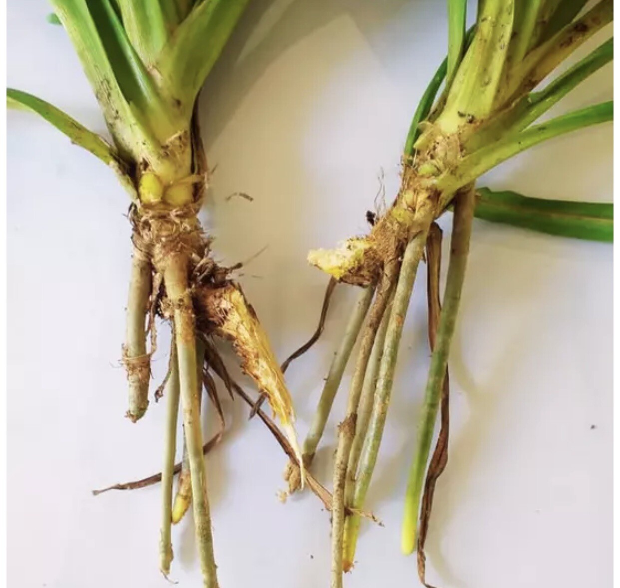 Pandanus amaryllifolius – Pandan leaf Live Plant Root