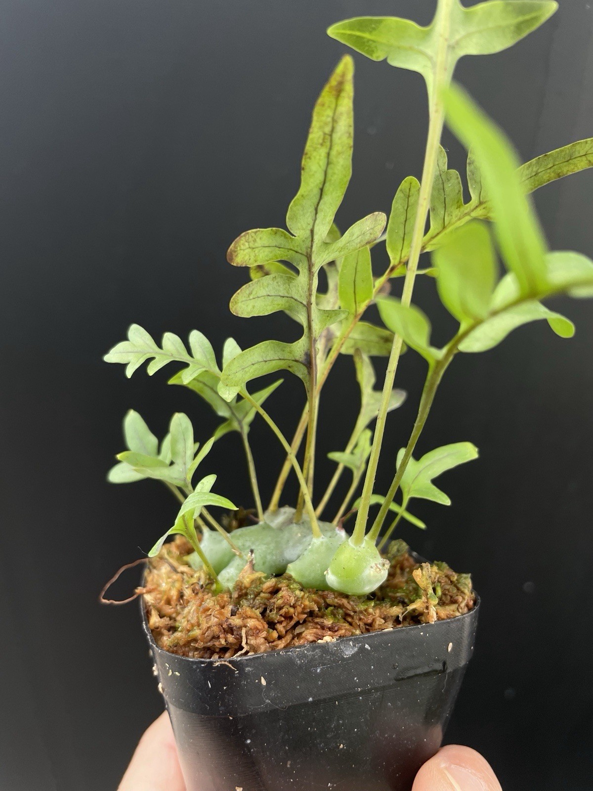 Lecanopteris cf. sinuosa Ant Fern Established Plant Exact Plant