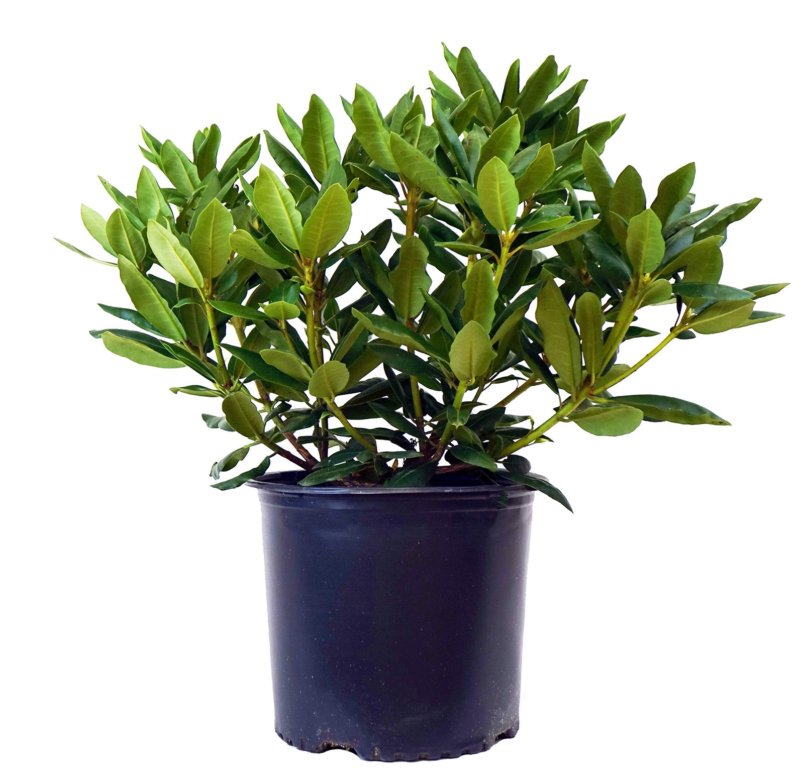 Green Promise Farms Rhododendron Cat. Roseum Elegans Evergreen 3 Size Container