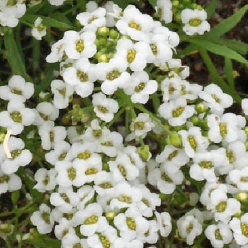Carpet of Snow Sweet Alyssum Seeds Fragrant and Beautiful Groundcover Non-GMO