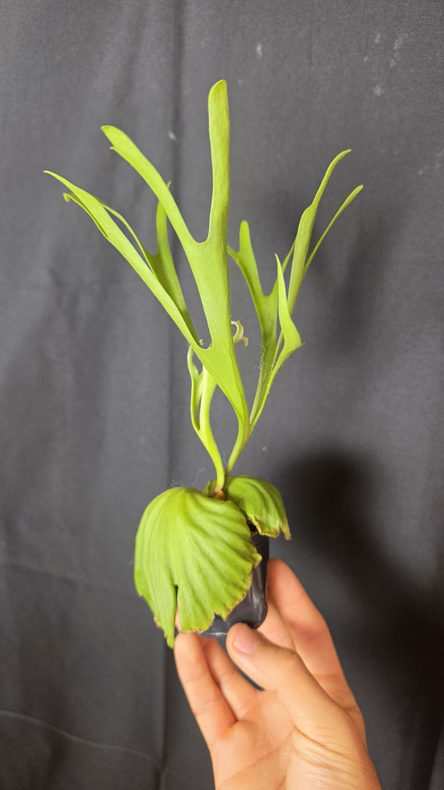 RARE Platycerium Ridleyi “Nano” USA SELLER
