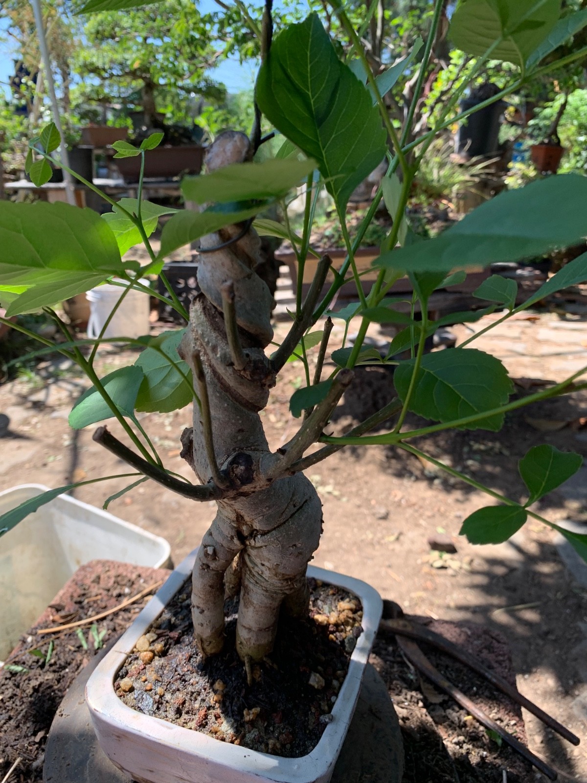 This is 14 yrs old Fraxinus velutina, the velvet ash, Arizona ash or Modesto ash