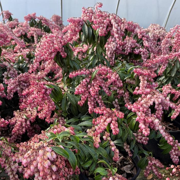 KATSURA PIERIS JAPONICA RED JAPANESE ANDROMEDA LIVE STARTER PLANT 6+ INCHES