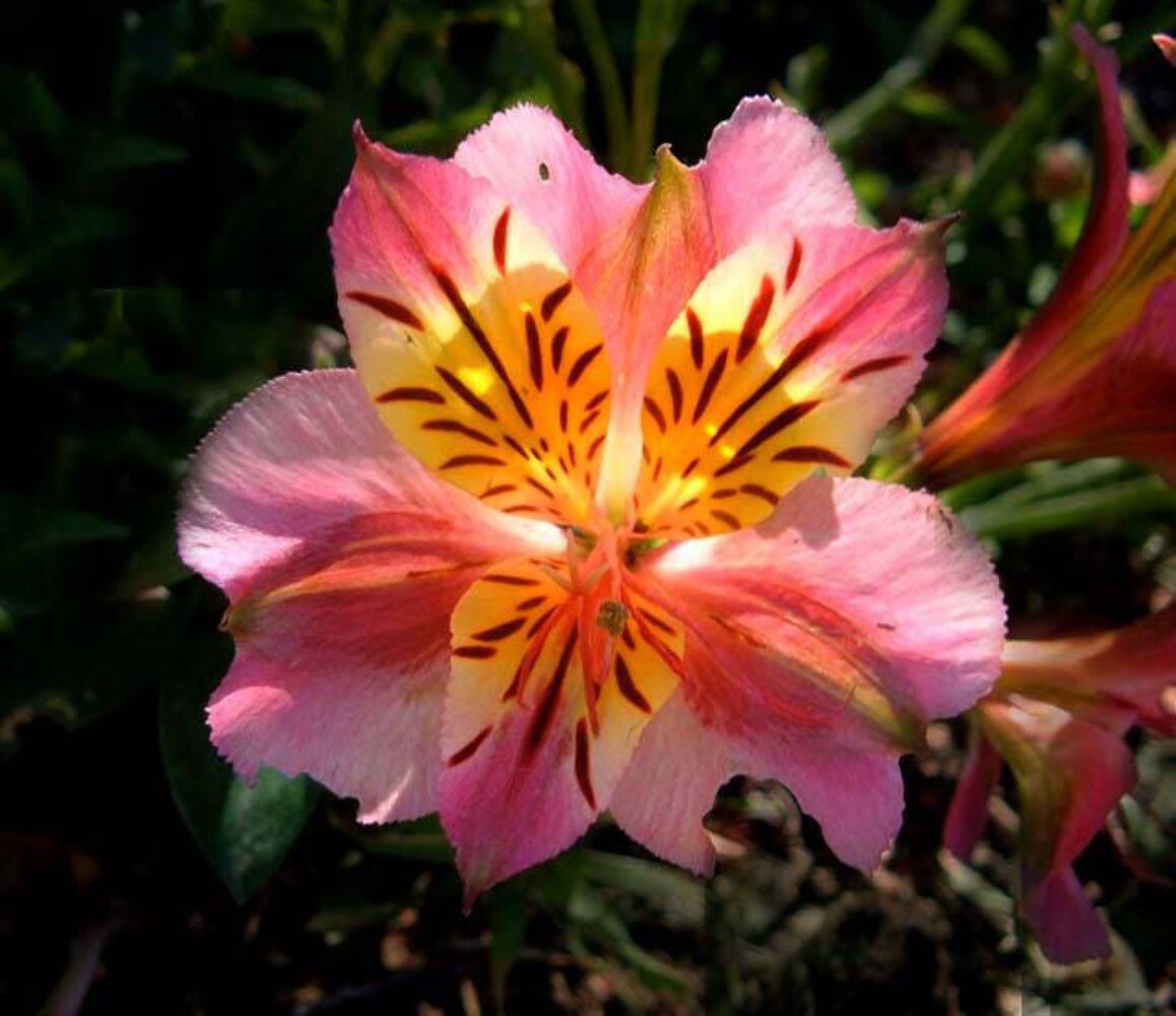 200 Mixed Color BUTTERFLY ORCHID Angel Wing Schizanthus Wisetonensis Flower Seed