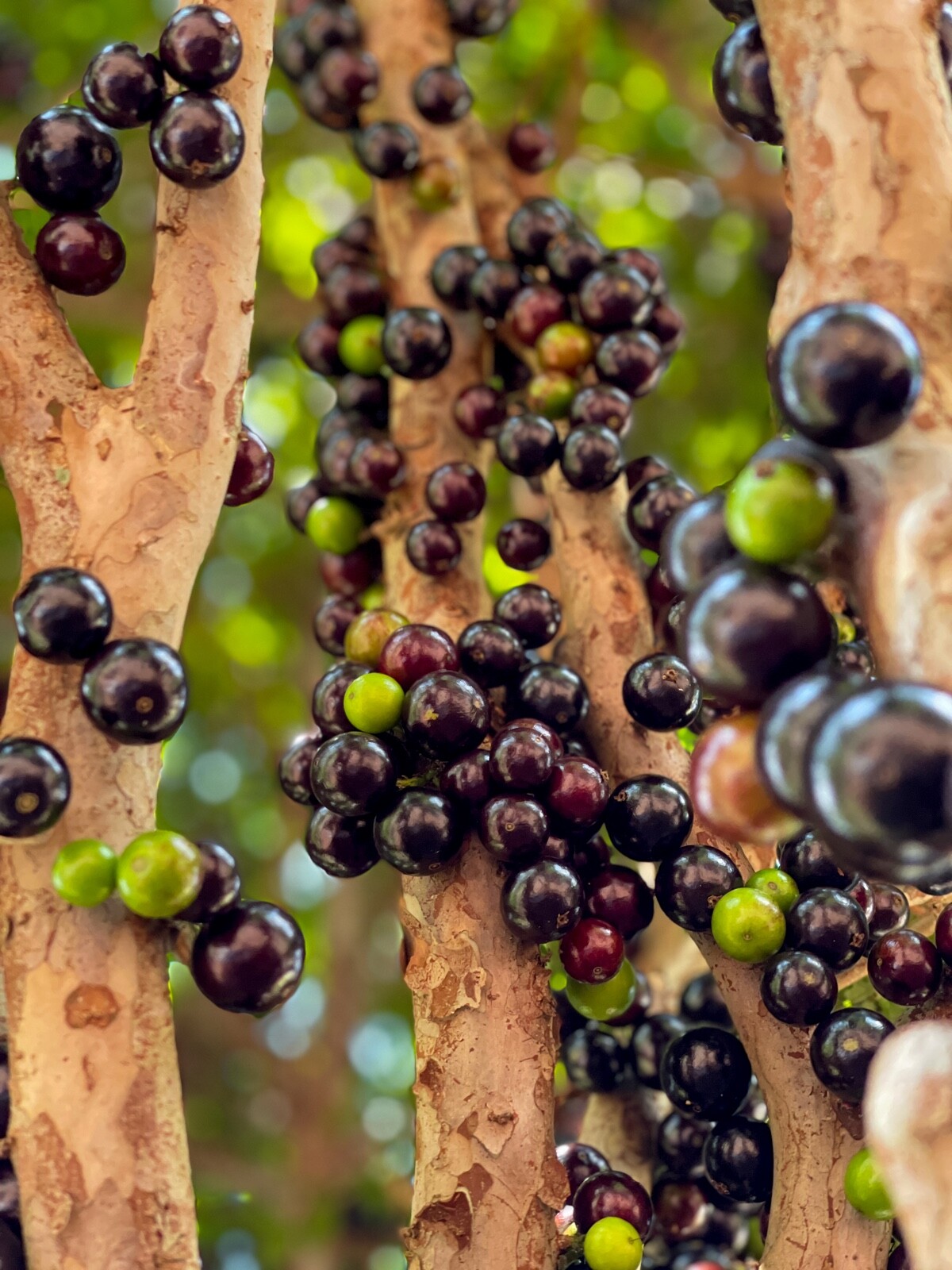 Jaboticaba Plinia Cauliflora Brazilian Sabara Grape Seedling Plant Fruit Tree
