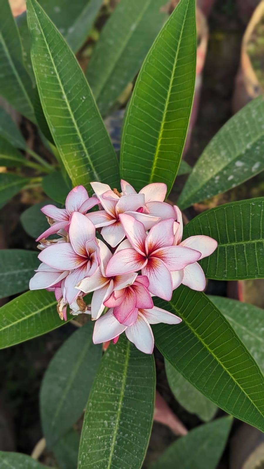Diamond Locket Fruity (2026 Thai) Plumeria (5 Seeds)