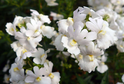 Nemesia Poetry Innocense White pkt of 150 Perennial (Cape Snapdragon)
