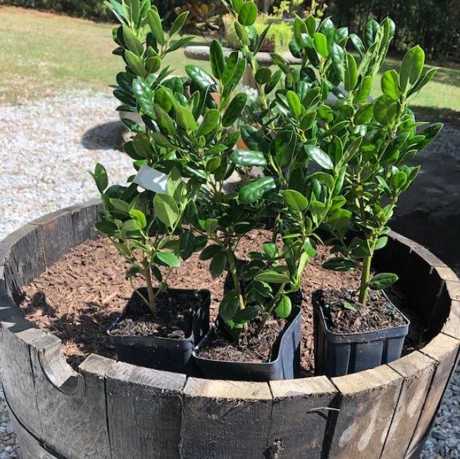 Dwarf Burford Holly Live Plant – 6-12″ Tall – 4″ Pot – Ilex Shrub – Zones 5-9