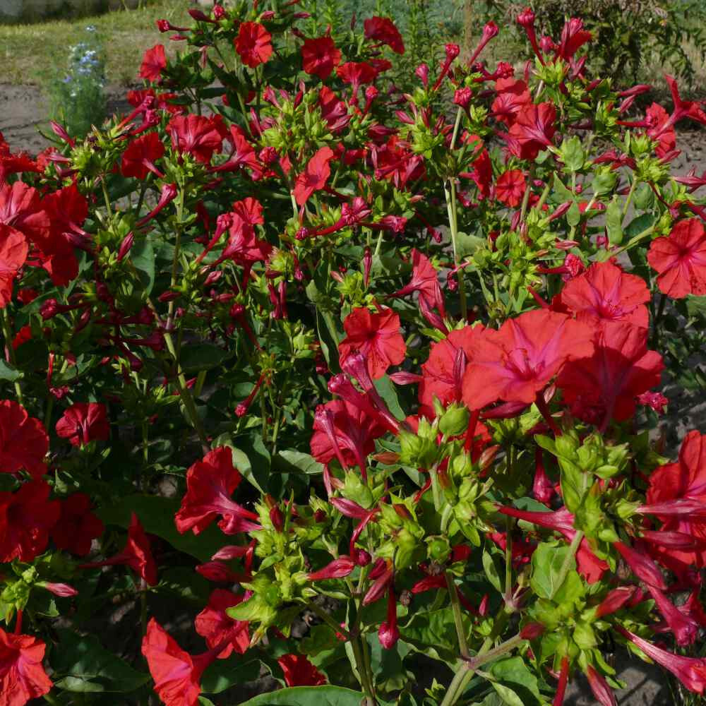 100 Red Four O’Clock Flower Seeds Mirabilis jalapa