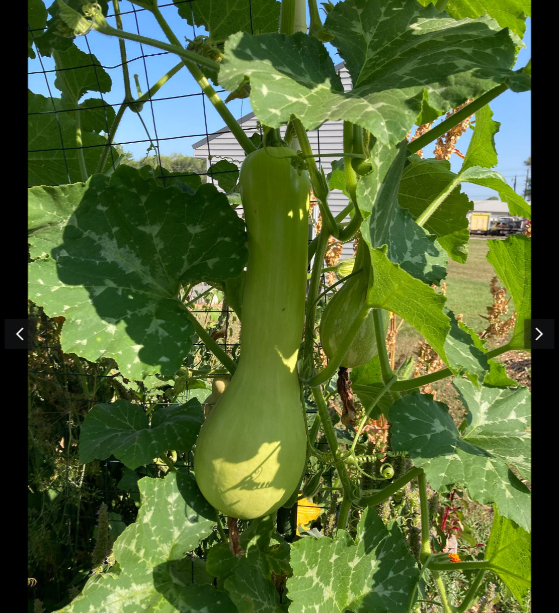 Tromboncino Squash Seeds Italian Zuchetta Cucuzzi Seed. Summer and Winter in One