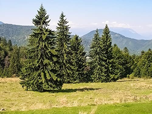 Norway Spruce Tree Seeds – 50 Seeds – Beautiful Evergreen Tree Seeds – Picea Abi