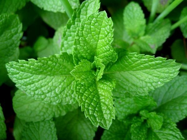 100+ Peppermint Seeds(Mentha piperita) Heirloom Perennial Herbal USA