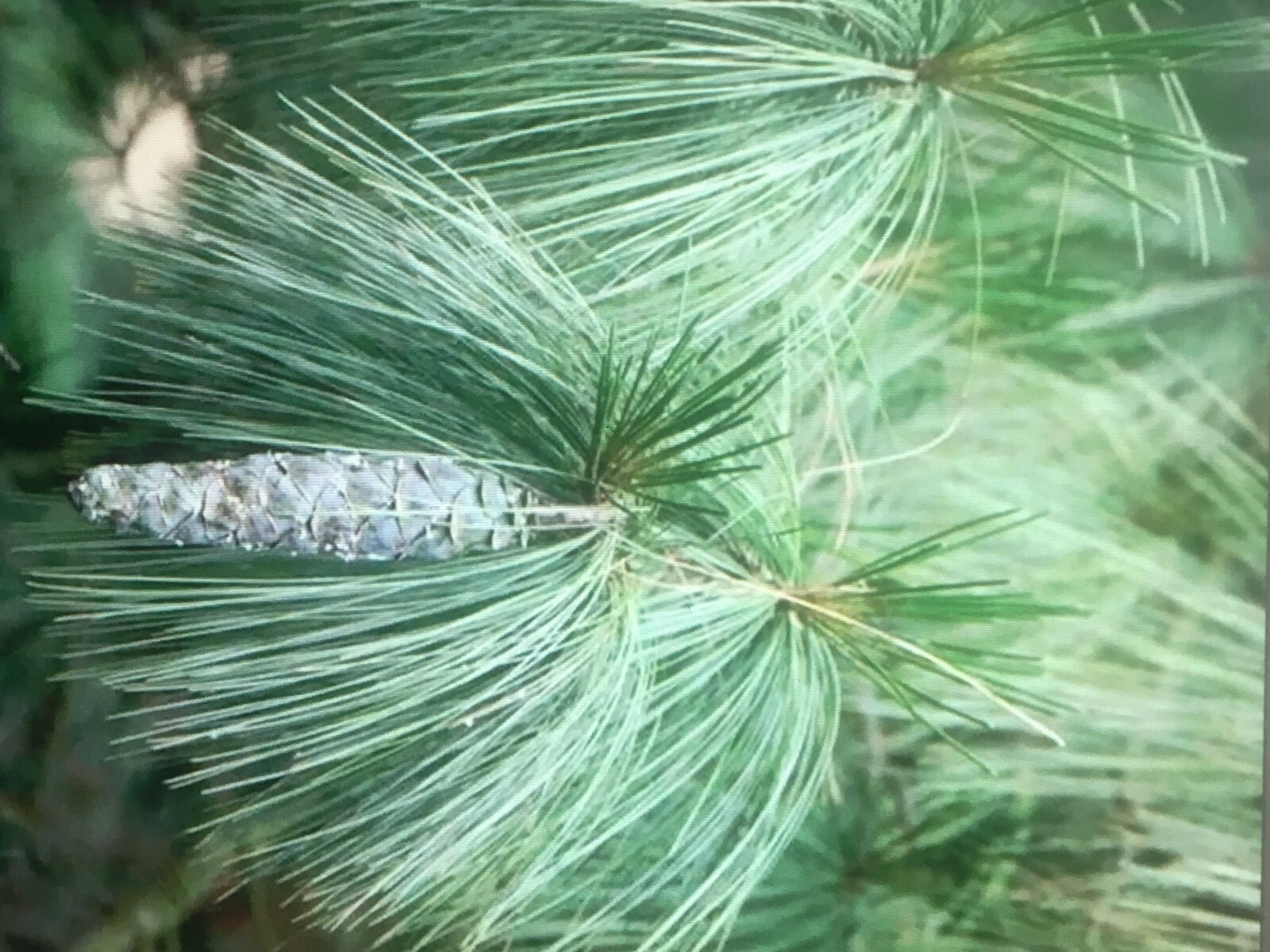 Qty-15 Georgia Deep South Eastern White Pine Starter Evergreen Rooted Seedlings