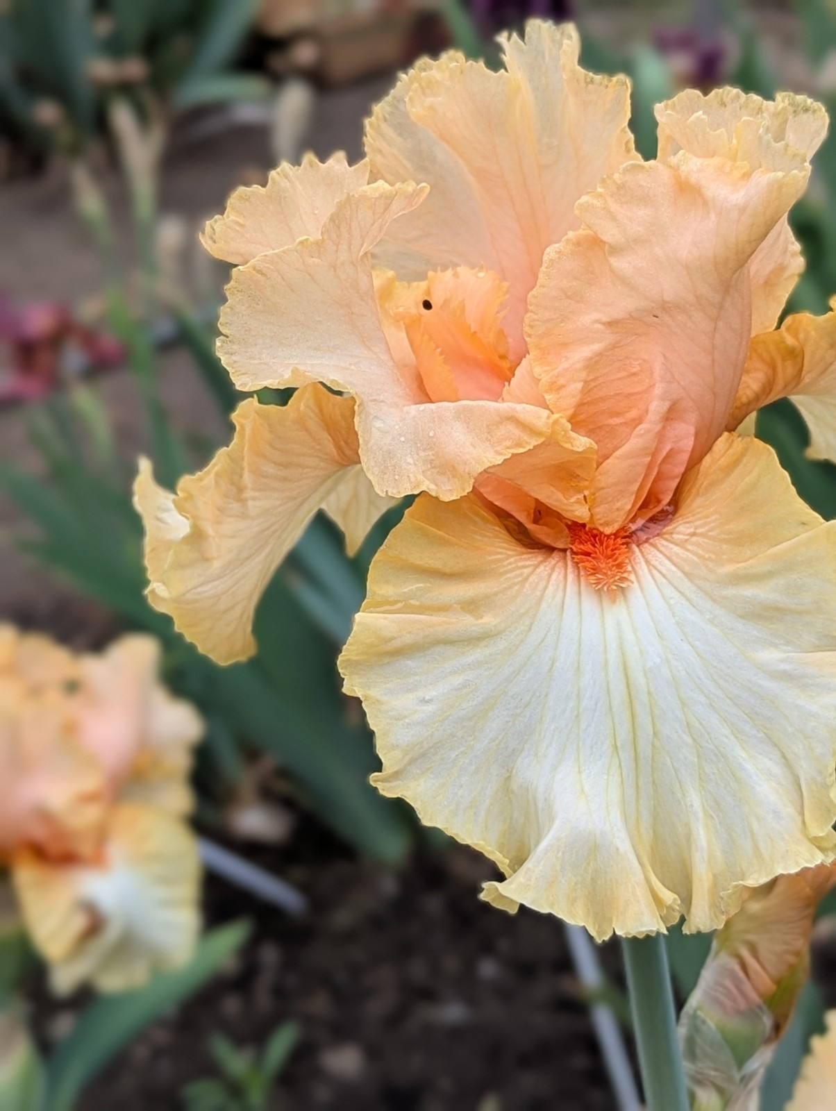 Orangelo’ ﻿ TB Bearded Iris Rhizome PRE-SALE to Ship Aug/Sept