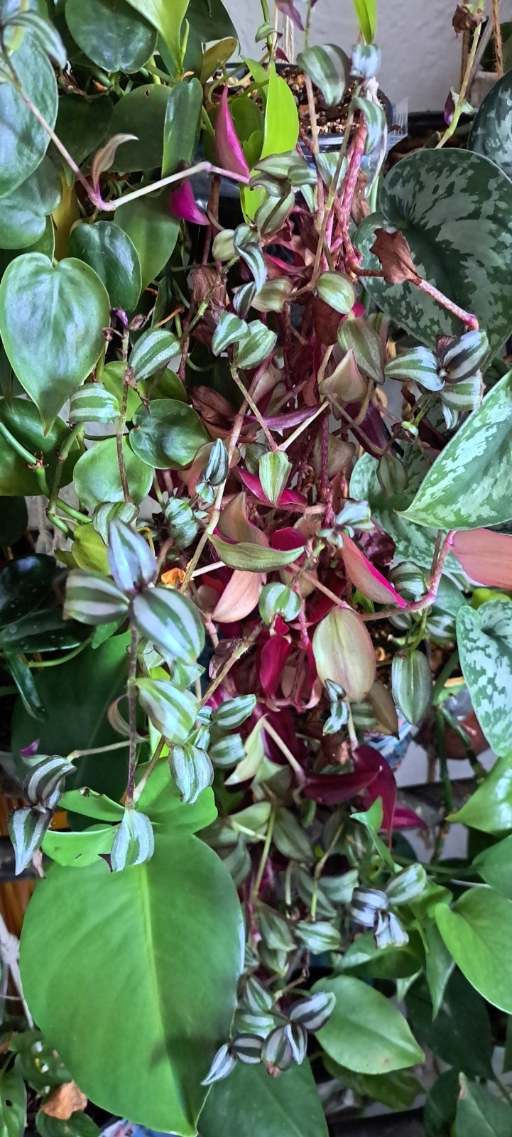 Straight Out Of The Propbox Mystery House Plant Bundle- 6 Plants