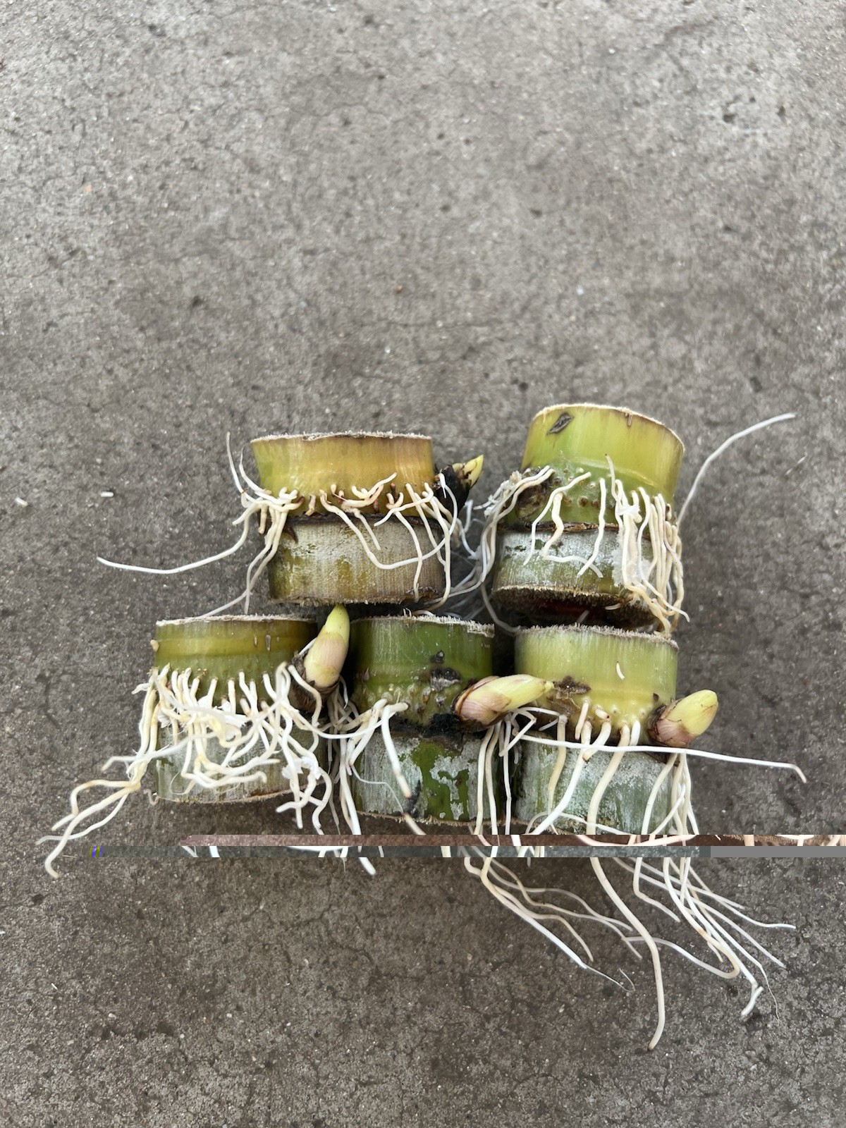 5pcs Sugarcane Cutting Sweet Juicy Tropical Plant Ready To Plant