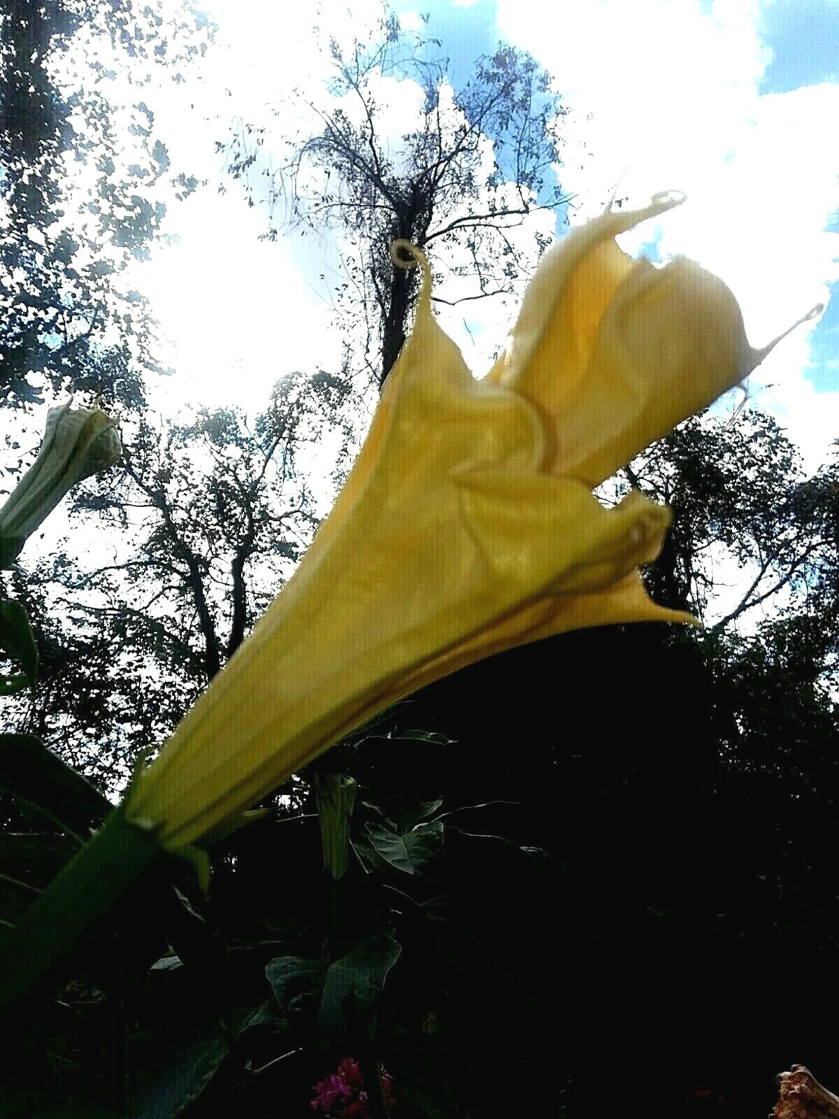 Ballerina Yellow Devil Trumpet -Datura 10 Seeds Double & Triple Flowers Comb S/H