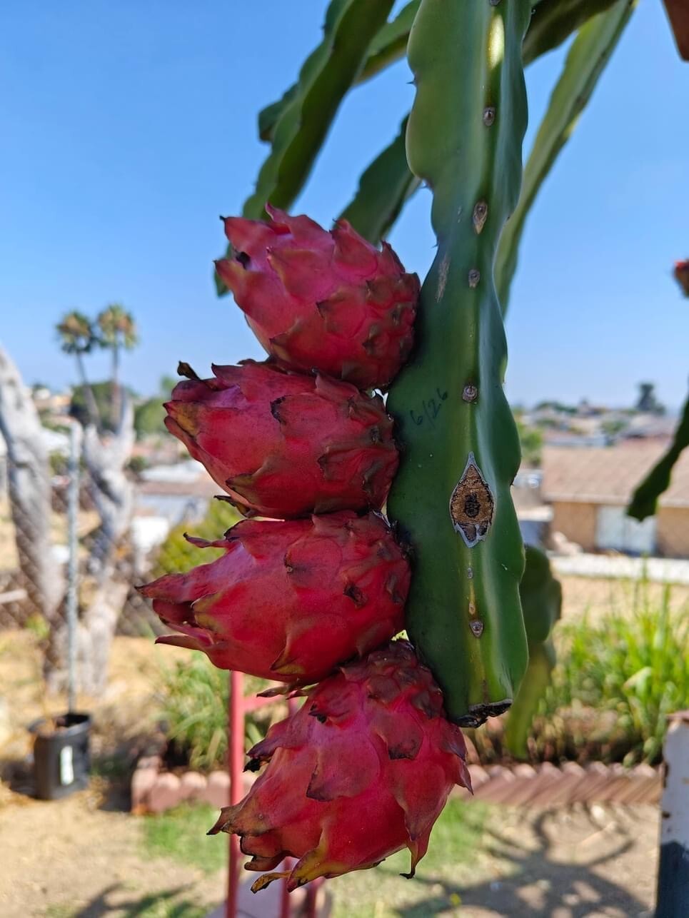 ULTRA RARE DRAGON FRUIT CUTTINGS – MULTIPLE VARIETIES – 8″ – 12: SIZE