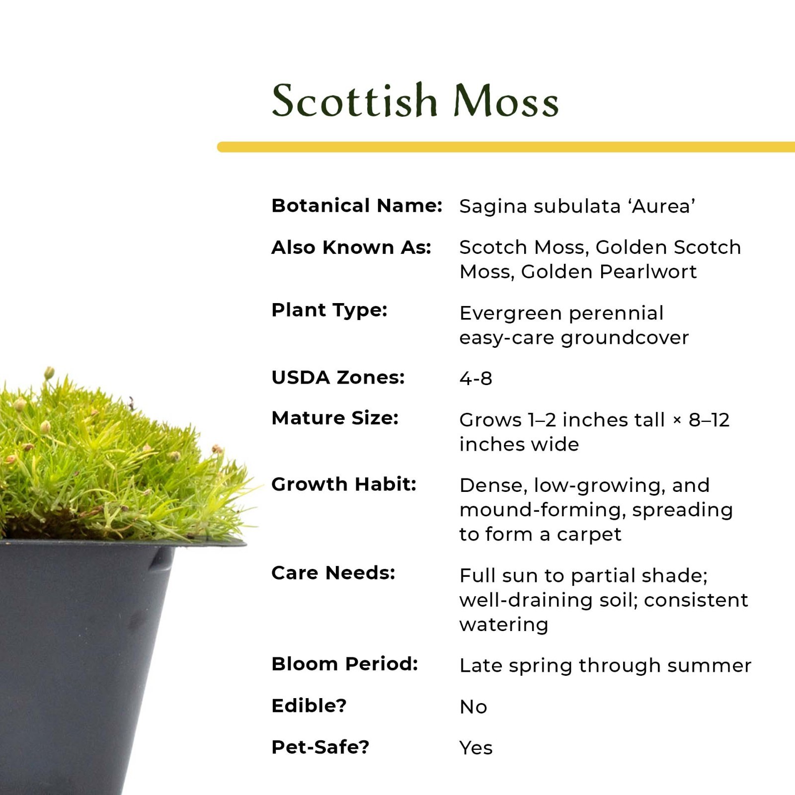 Scottish Moss (Sagina subulata ‘Aurea’) in 2.5” Nursery Cubes, Live Groundcover
