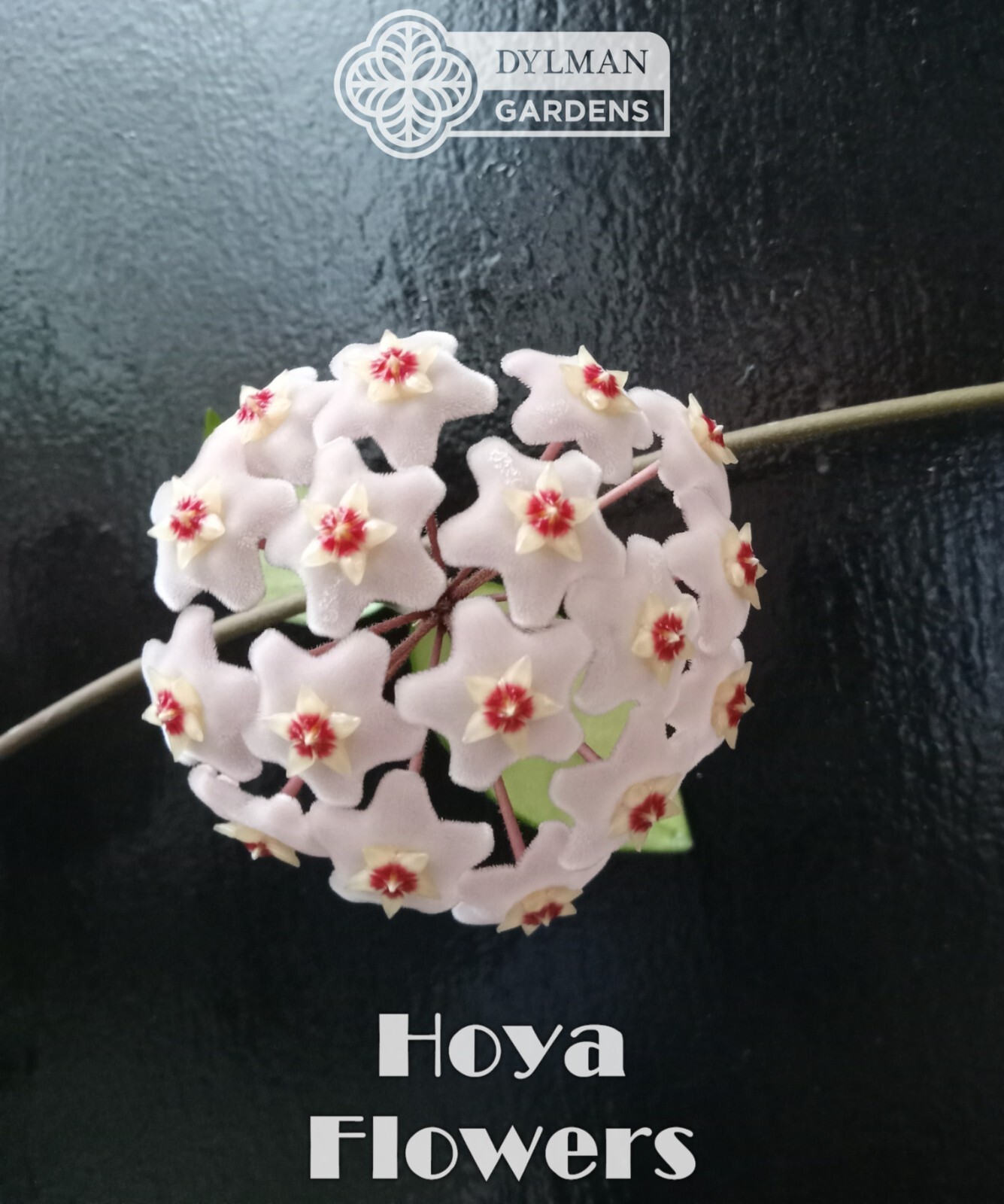 Hoya (Hoya carnosa) – Wax Plant – Porcelainflower – Live Plant – Multiple Sizes