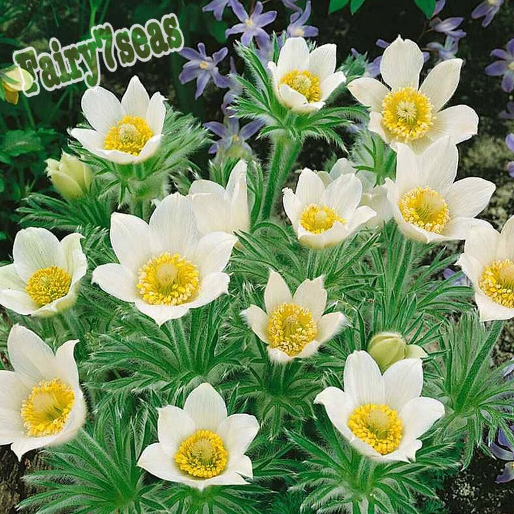 Anemone Seeds -Pulsatilla Vulgaris- Pasque Flower, Anemone Vulgaris White