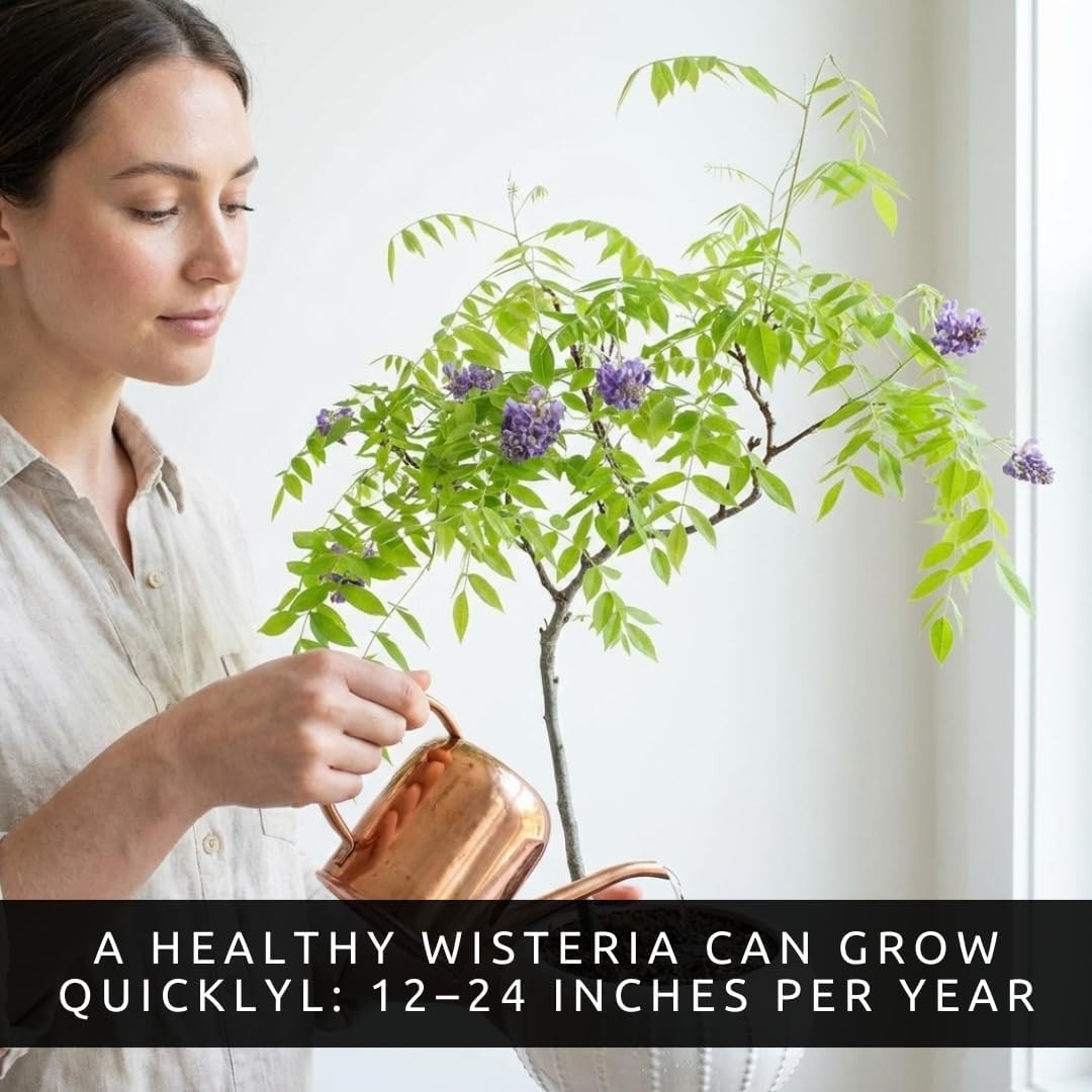 Wisteria Bonsai Starter Tree (1 Year Old Live Plant) – Wisteria Floribunda Seedl