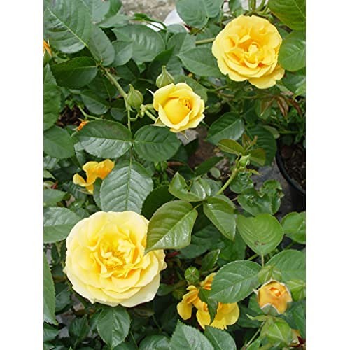 Green Promise Farms Rosa Julia Child Floribunda Rose Rose Yellow Flowers 3 –