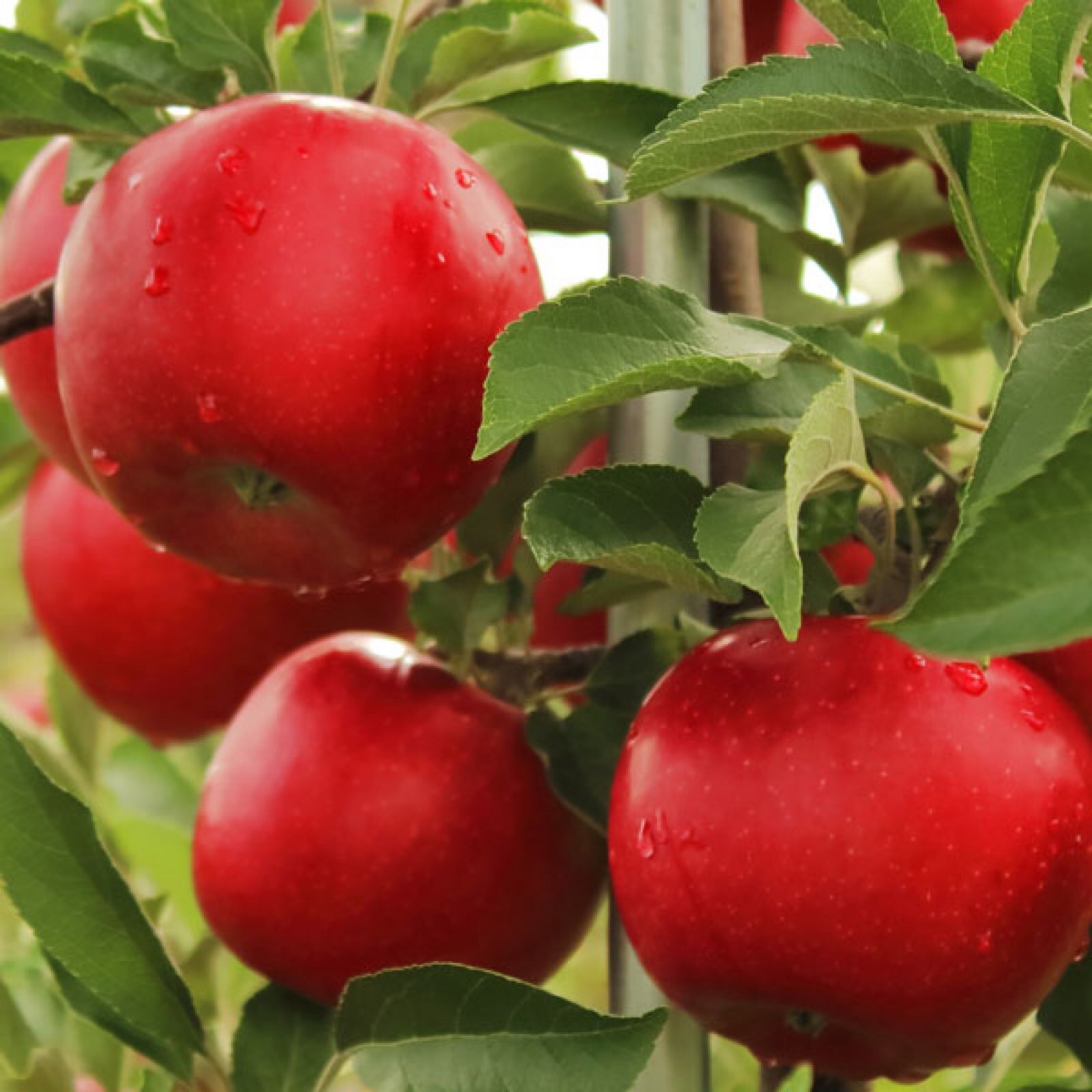Early Summer Red apple tree grafted 5x5x12 inches pot size 1 year old