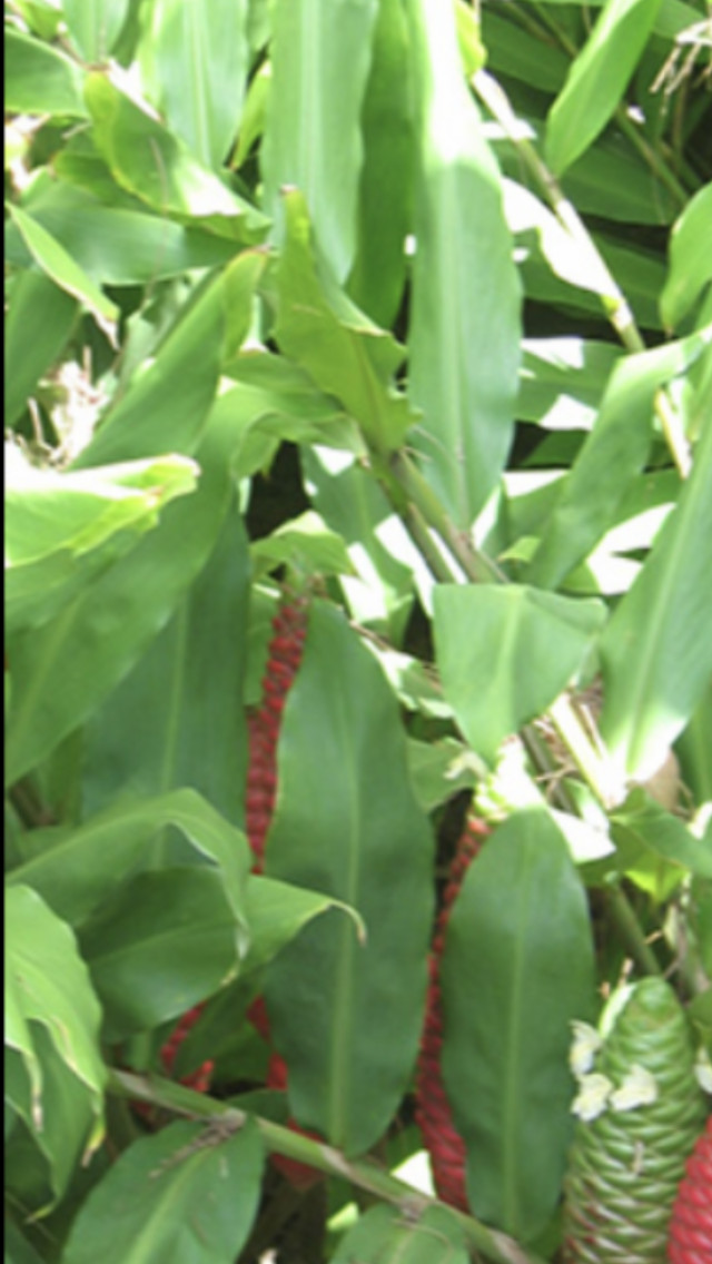 Awapuhi Shampoo Ginger plant Zingiber zerumbet #3