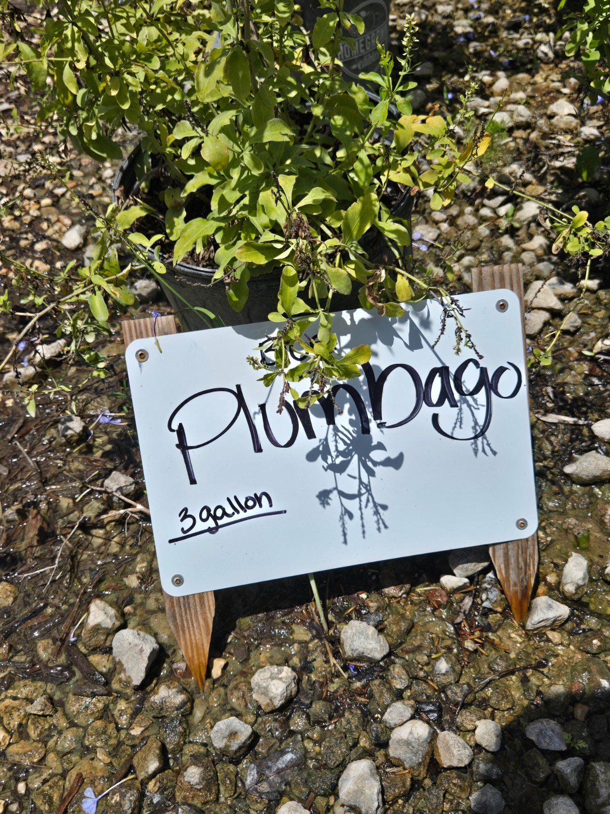 IMPERIAL BLUE PLUMBAGO STARTER LIVE PLANT 3 TO 5 INCHES TALL