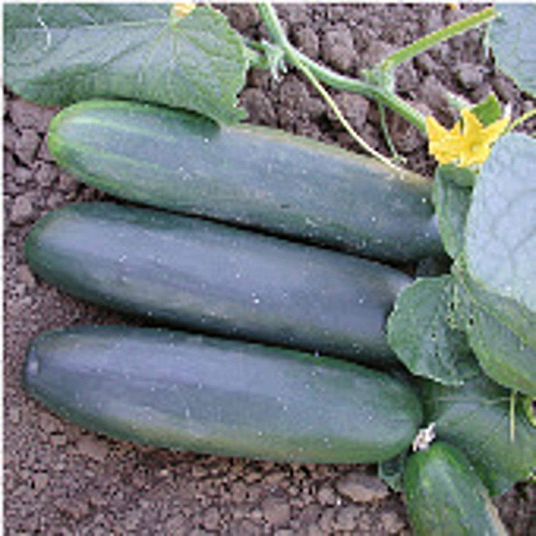 Unbrandred Marketmore 97 Cucumbers Seeds (25+ Seeds)(More Heirloom, Organic, Non