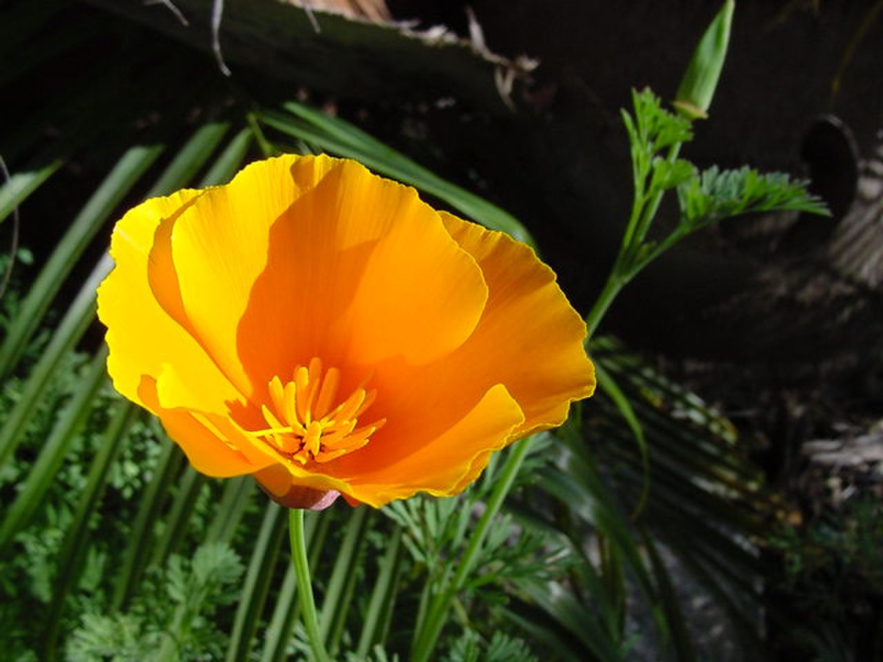 Bulk California Poppy Seeds Eschscholzia californica Stunning Orange Wildflower