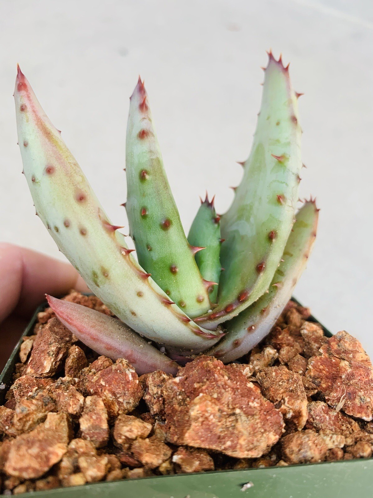 Yellow Flower Aloe ferox (Cape Aloe ) -Live Plant / Succulent Agave Rare Aloes
