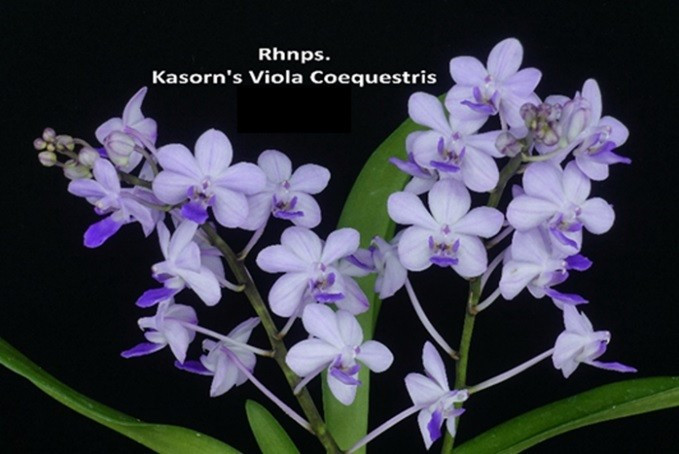 Original Phal Phalaenopsis Rhnps. Kasom’s Viola Coequestris