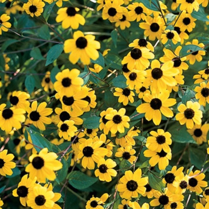 30 Rudbeckia Triloba seeds