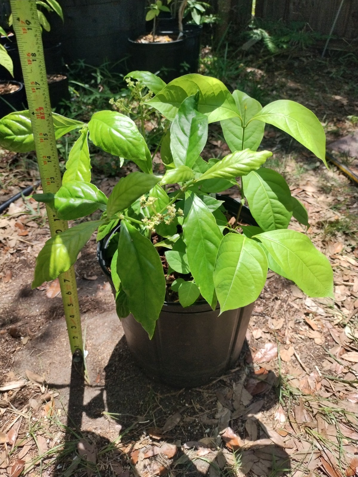 2 Plant Combo South American Psychotria V. And B. Caapi Plant In Same Pot # 1