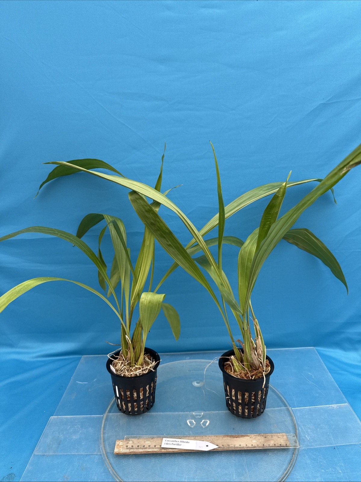 Coryanthes Alex Portilla (speciosa x bergoldii) Fragrant Pendulous Orchid 4” Pot
